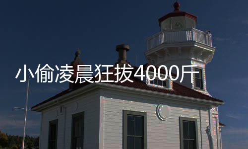 凌晨么作用头 芋头的功狂拔斤芋小偷效与是什